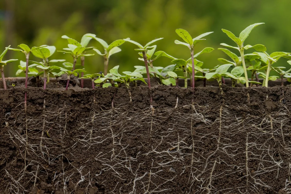 Estudo revela que plantas podem sobreviver na Terra até 2 bilhões de anos além do previsto