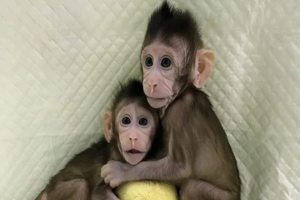 Cientistas chineses clonam macacos com técnica da ovelha Dolly