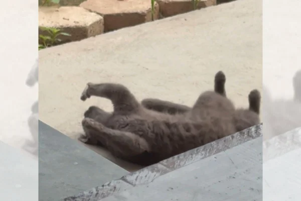 Gato fazendo charme
