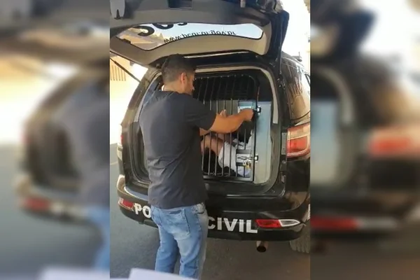 Policial prendendo homem em mala de viatura