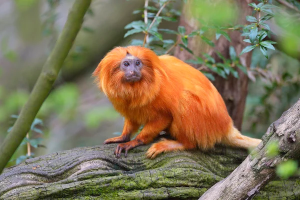 Sagui-leão-dourado, Leontopithecus rosalie, Primavera, Holanda. Animais silvestres Metrópoles