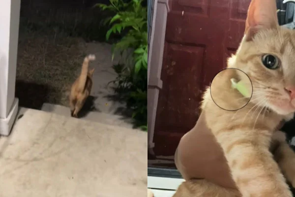 Foto colorida de um gato - Metrópoles