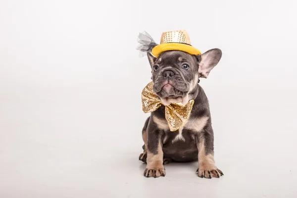 Cachorro fantasiado