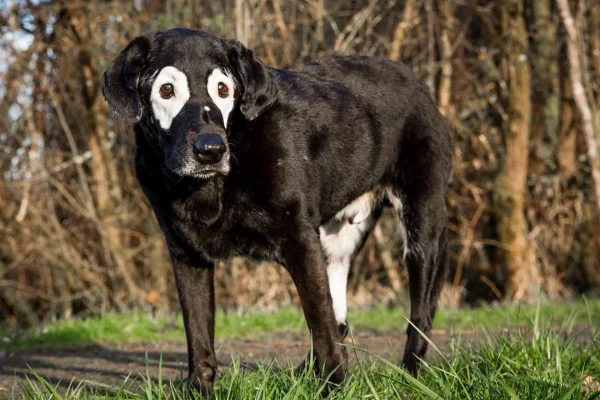 Imagem colorida de cachorro preto com manchas brancas na região dos olhos e perna traseira