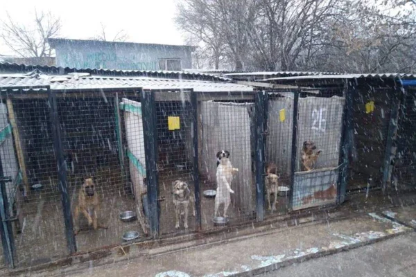 foto de cachorros em canil