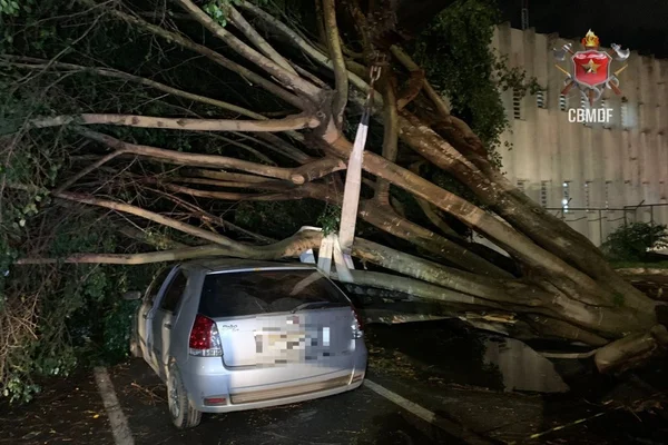 Chuvas intensas provocam quedas de árvores e danificam carros no DF