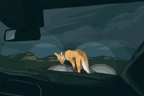 Imagem colorida de atropelamento de animais silvestres
