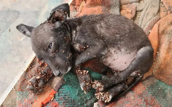 imagem colorida cachorro infestado carrapatos