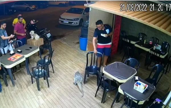 Ouriço assusta clientes de sanduicheria em Goiânia, Goiás
