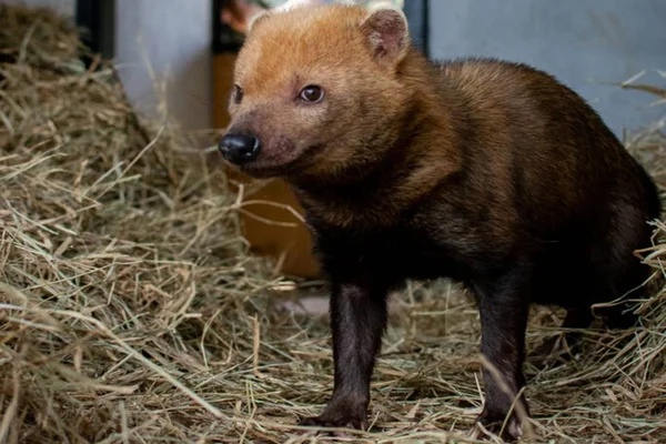 Cachorro-do-mato Zoo de Brasília