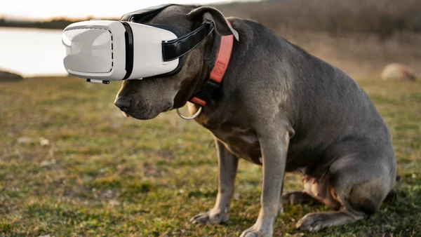 Coleira com IA pode traduzir emoções dos cães? Veja o que diz expert