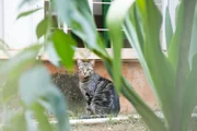 Cerca de 20 gatos vivem na quadra Cerca de 20 gatos vivem na quadra