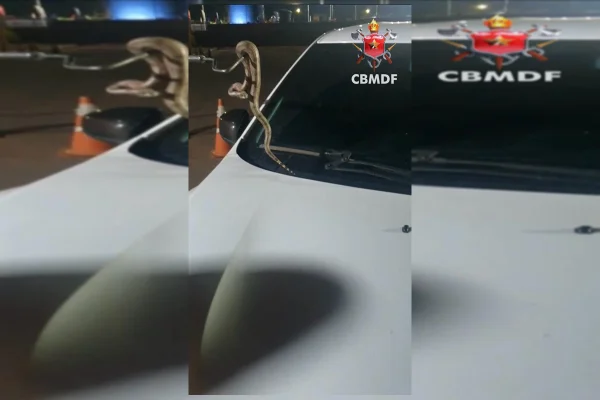 Jiboia em carro