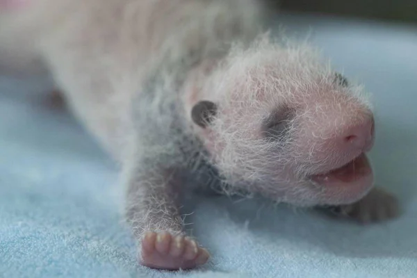Bebês panda no zoo da França