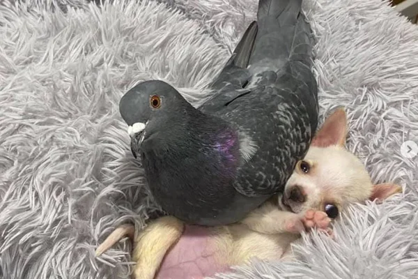 Iti! Amizade entre pombo e cãozinho resgatados bomba na web