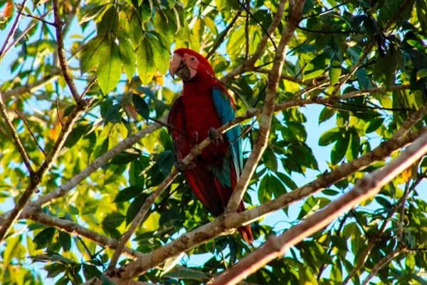 Arara-grande-vermelha