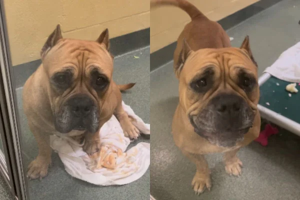 Pit-bull usada para procriação e depois abandonada ganha um novo lar