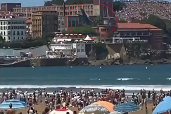 Imagem colorida de caça espanhol - Metrópoles