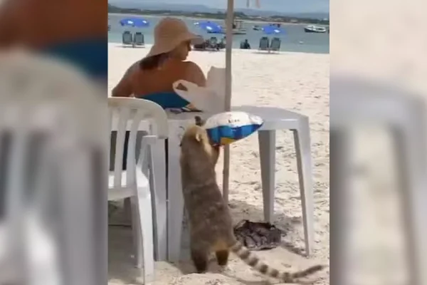 imagem colorida quati rouba alimento banhistas sc