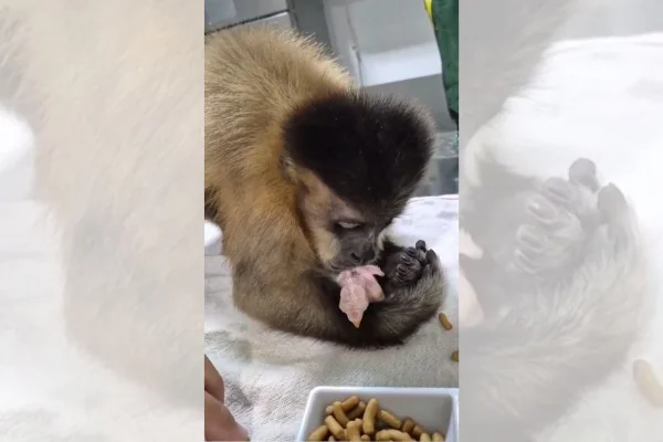 Macaco abraça, faz carinho e dá beijos em filhote de pássaro