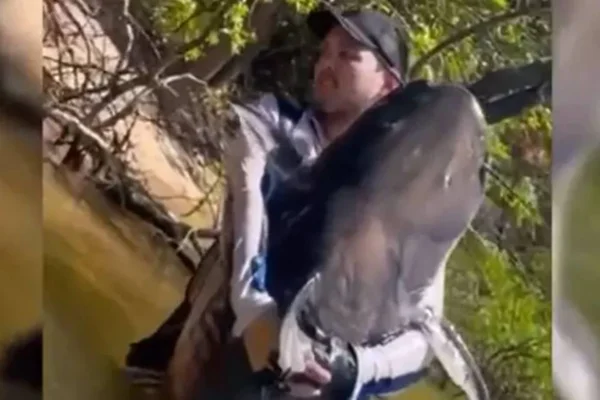 pescador pesca peixe de quase 2 metros de comprimento no mato grosso