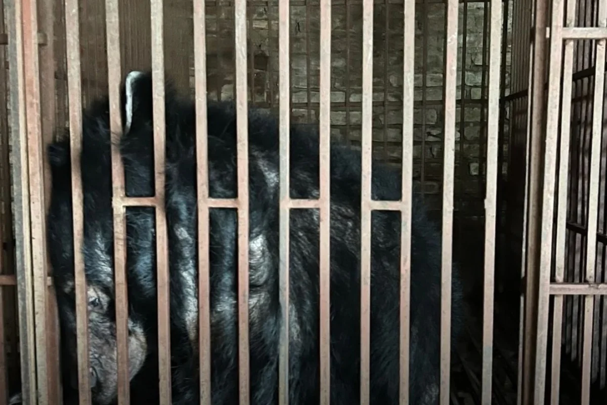 O artista se tornou Embaixador do Reino Unido da Animals Asia em 2017 O artista se tornou Embaixador do Reino Unido da Animals Asia em 2017