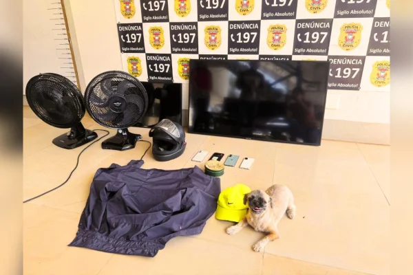 Homem é preso após invadir casa e furtar filhote de Shih tzu