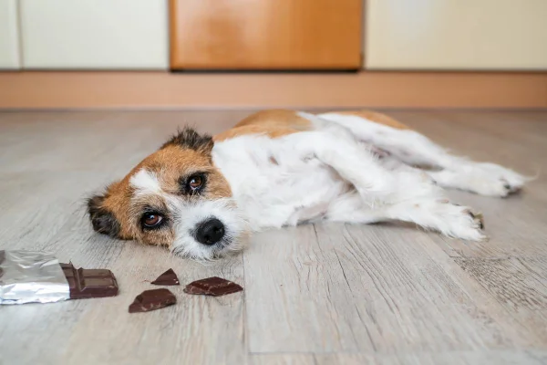 Foto colorida de um cachorro comendo chocolate - Metrópoles