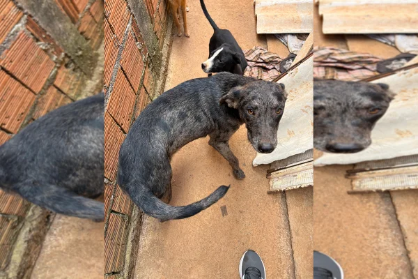 Tutor de 14 cachorros de rua, “Cigano dos cães” morre, e animais ficam sem abrigo