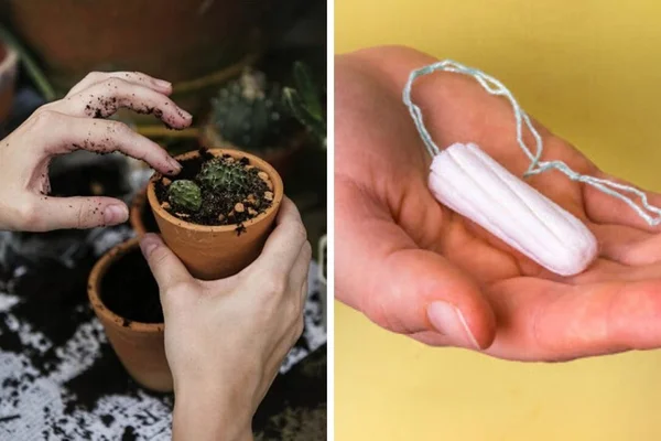 O que fazer ao molhar uma planta demais