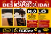 Você viu Filó por aí? Família procura cadelinha desaparecida no DF - imagem 6 Você viu Filó por aí? Família procura cadelinha desaparecida no DF - imagem 6