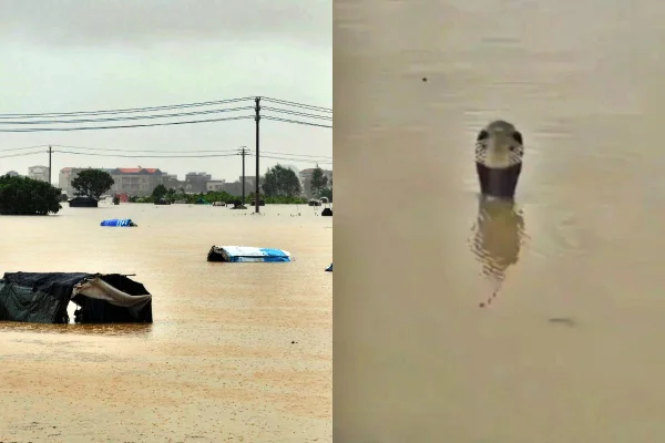 Fotos mostram vilarejo inundado na China e cobras na enchente