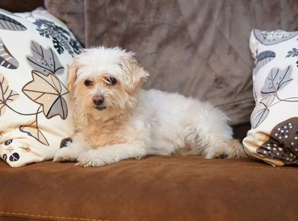 Saúde pet: como tratar cálculo renal em cães?