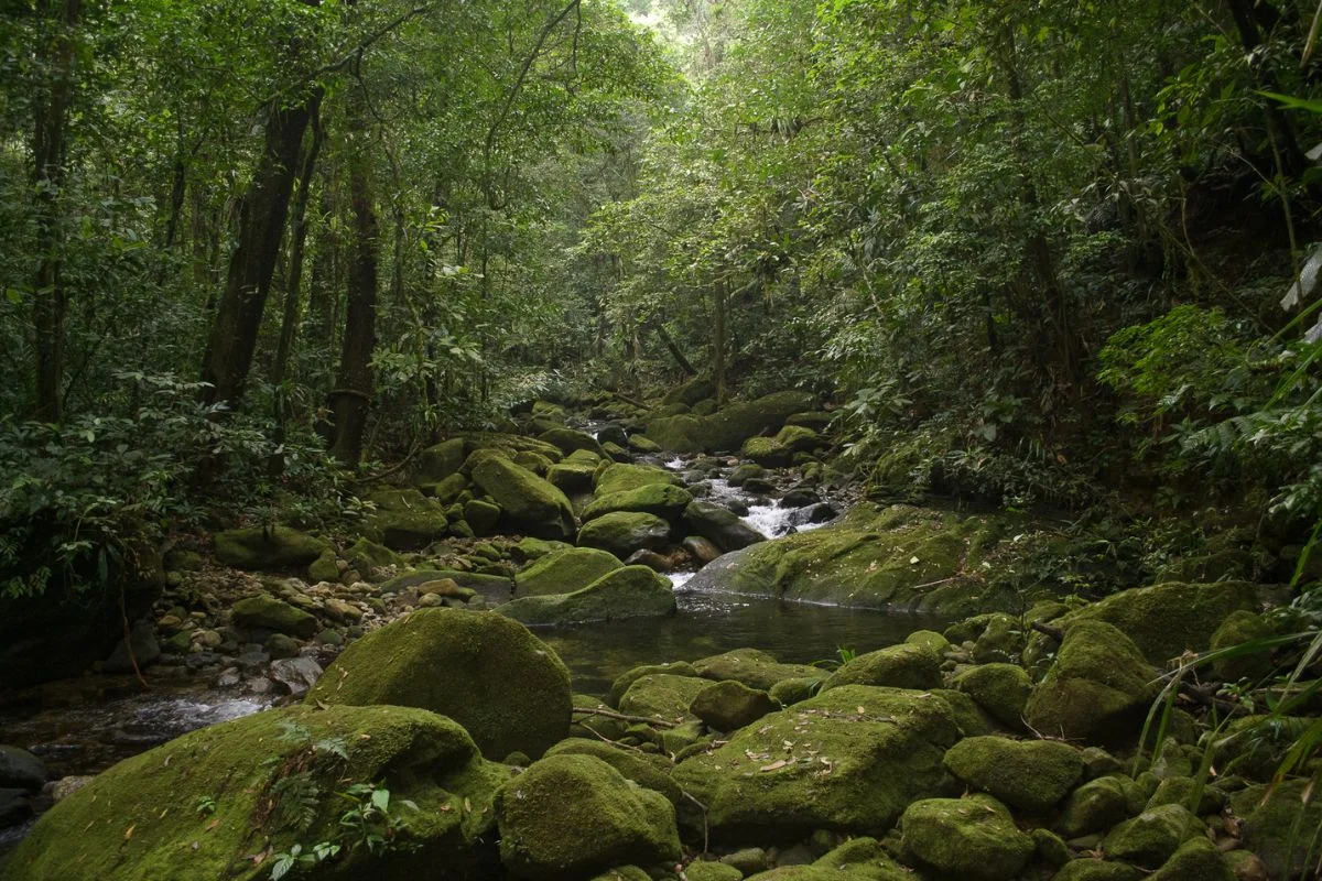 O parque abriga 53 espécies de bromélias – 1/3 das espécies de todo o estado – e 44 espécies ameaçadas de extinção. O parque abriga 53 espécies de bromélias – 1/3 das espécies de todo o estado – e 44 espécies ameaçadas de extinção.