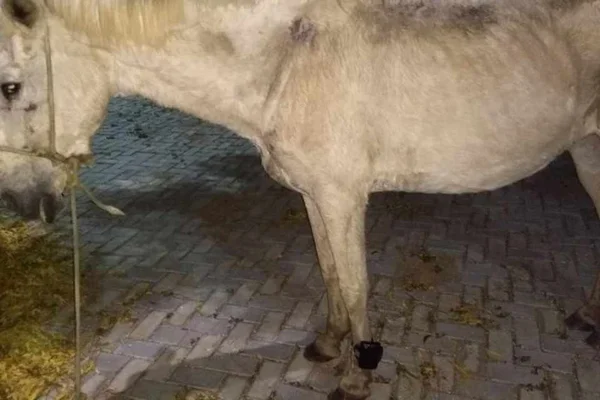 Cavalo é encontrado com uma tornozeleira eletronica