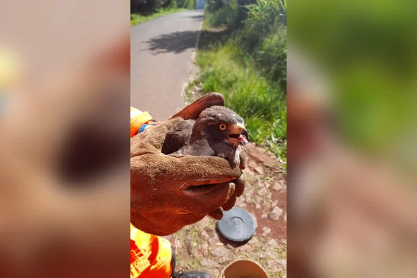 Gavião resgatado pelos Bombeiros em BH