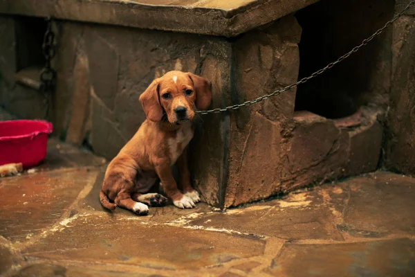 foto colorida cachorro acorrentado