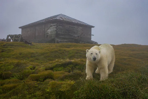 urso polar russia Dmítri Kokh
