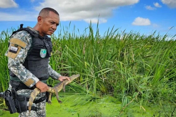 Imagem colorida de Jacaré capturado em Aracaju - Metrópoles
