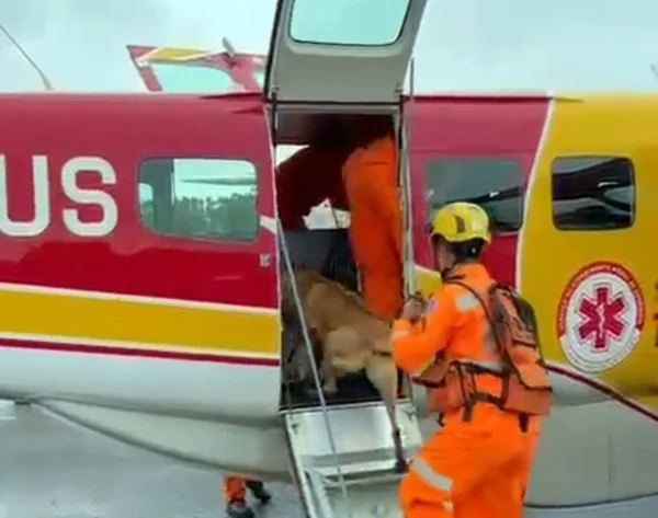 Cães bombeiros de MG