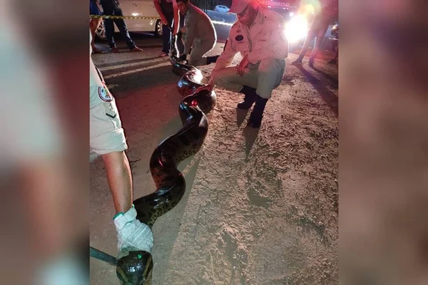 sucuri de 7 metros resgatada no mato grosso