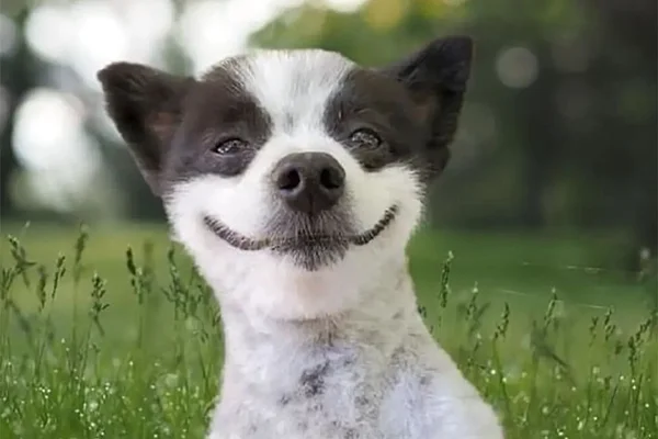 cachorro preto com branco sorridente - Metrópoles