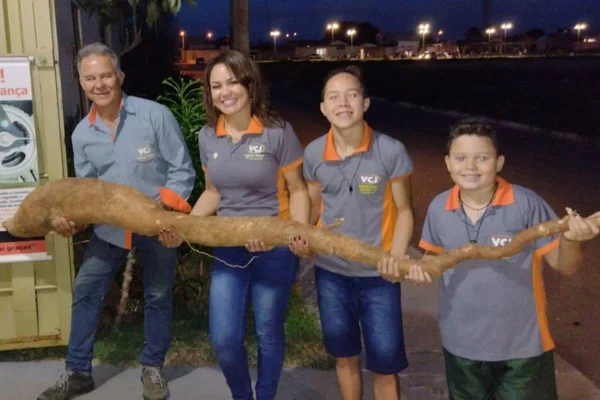 mandioca gigante encontrada em goiás
