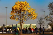 Minha Brasília Amarela: ipês inundam DF e deixam moradores apaixonados - imagem 3