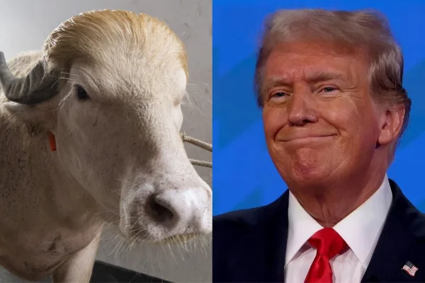 Imagem colorida mostra búfalo e Trump - Metrópoles