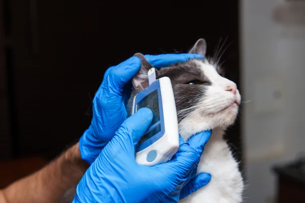 veterinária checando para ver se gato tem diabetes