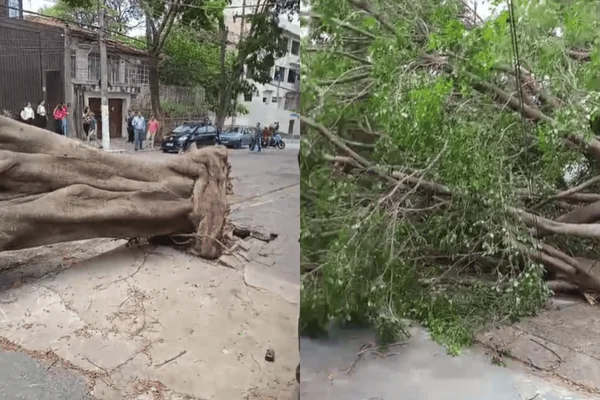 Colagem colorida da árvore caída no meio da rua na zona norte de SP - Metrópoles