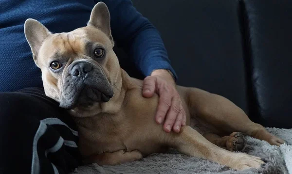 Cachorros e a TV: o que os animais enxergam na telinha?