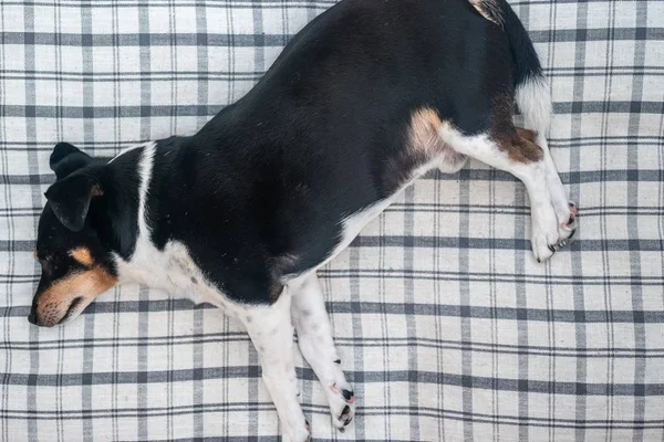 Veterinária dá seis dicas para manter o pet no peso ideal
