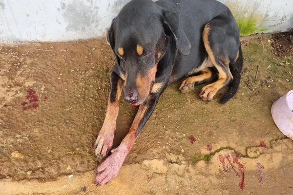 Cão atingido por policial civil